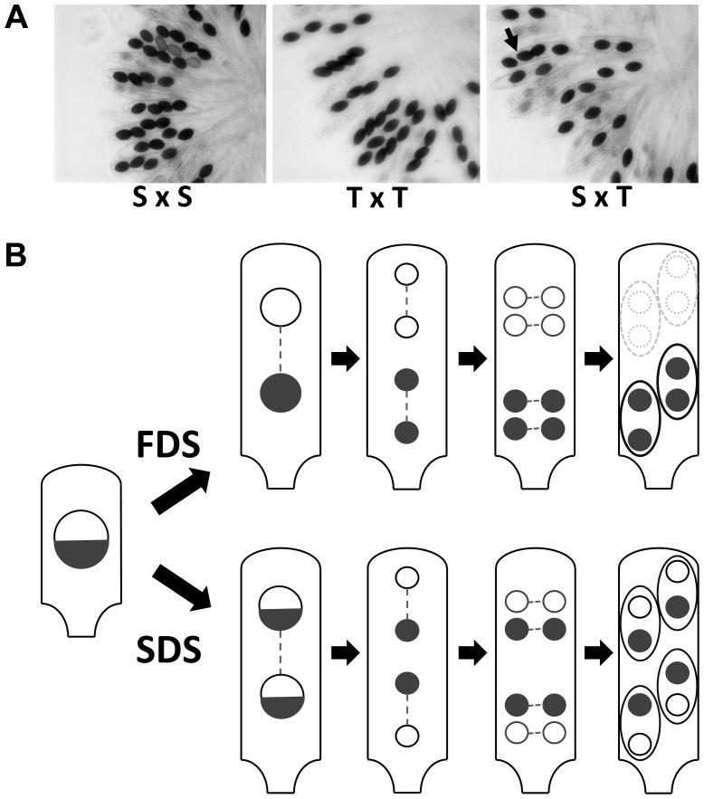 https://cdn.ncbi.nlm.nih.gov/pmc/blobs/2345/4022471/b2fb7c0ef43f/pgen.1004387.g001.jpg
