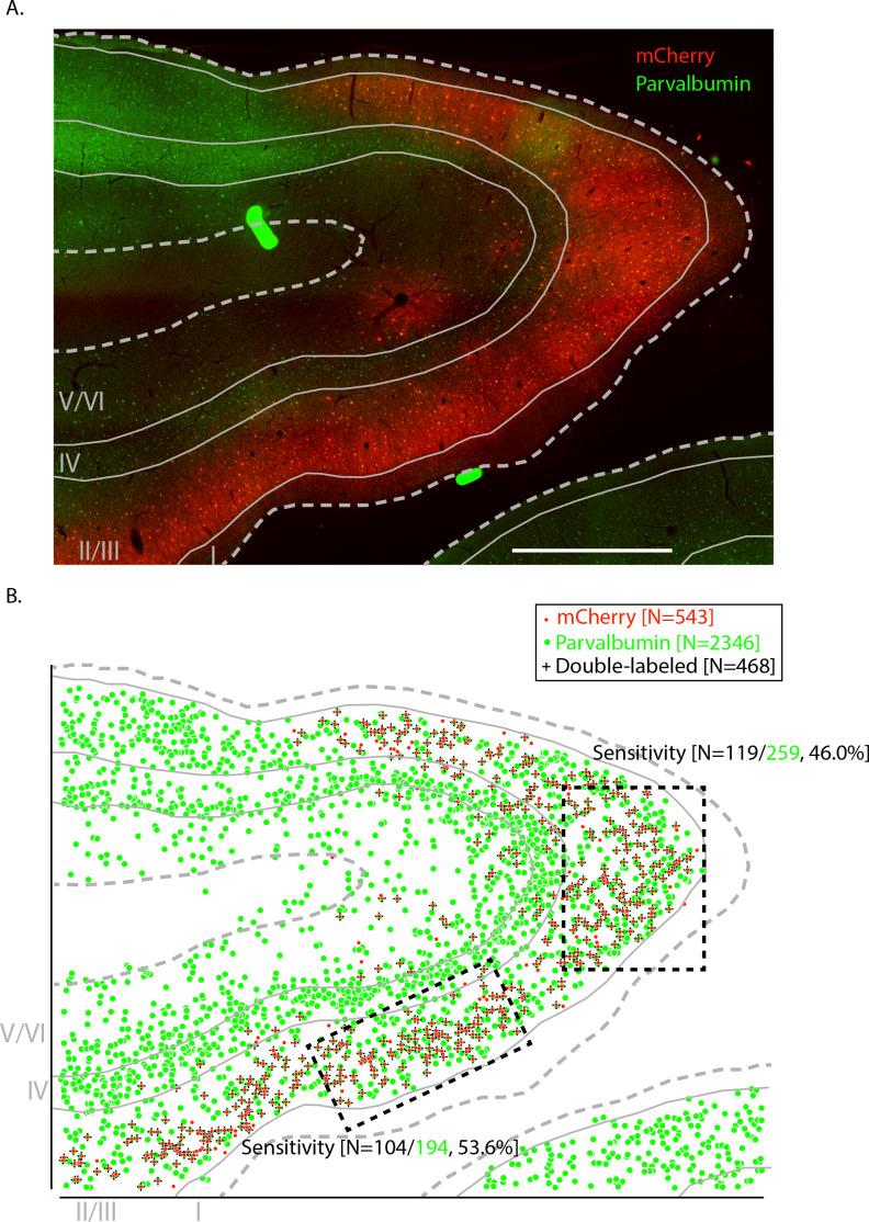 https://cdn.ncbi.nlm.nih.gov/pmc/blobs/2345/7329331/4d0d2e4325ca/elife-52658-fig1-figsupp1.jpg