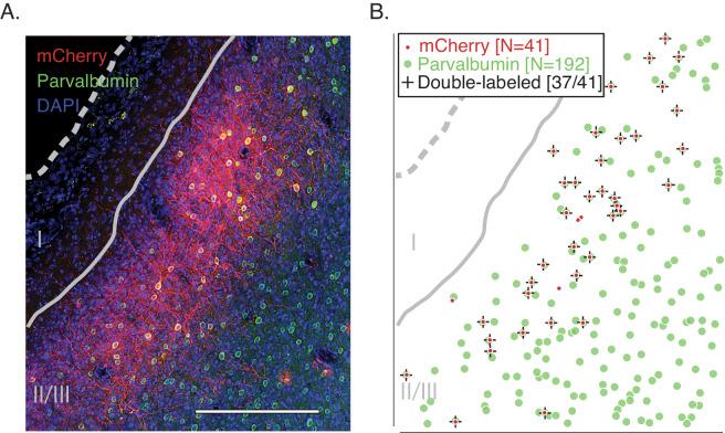 https://cdn.ncbi.nlm.nih.gov/pmc/blobs/2345/7329331/53cefbad2450/elife-52658-fig1.jpg