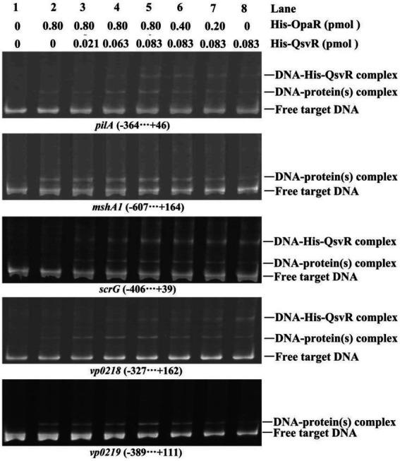 https://cdn.ncbi.nlm.nih.gov/pmc/blobs/2345/9948739/01057f8ceffe/fmicb-14-1079653-g008.jpg