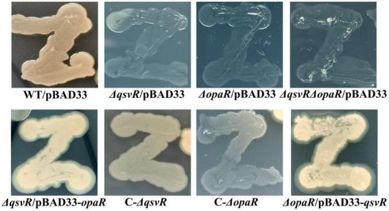 https://cdn.ncbi.nlm.nih.gov/pmc/blobs/2345/9948739/2ad0ad185bca/fmicb-14-1079653-g006.jpg