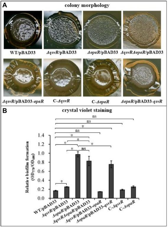 https://cdn.ncbi.nlm.nih.gov/pmc/blobs/2345/9948739/68848bba47ba/fmicb-14-1079653-g001.jpg