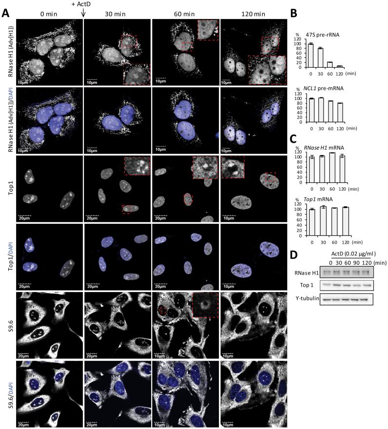 https://cdn.ncbi.nlm.nih.gov/pmc/blobs/2349/5737507/6baccb58ae73/gkx710fig2.jpg