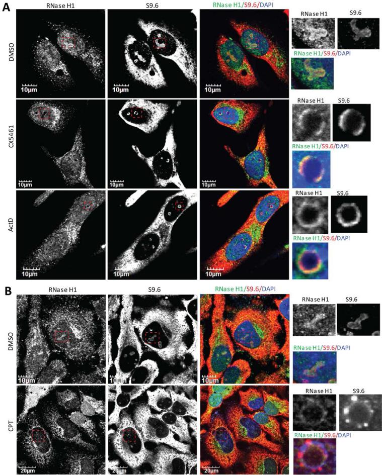 https://cdn.ncbi.nlm.nih.gov/pmc/blobs/2349/5737507/871dc61a093a/gkx710fig3.jpg