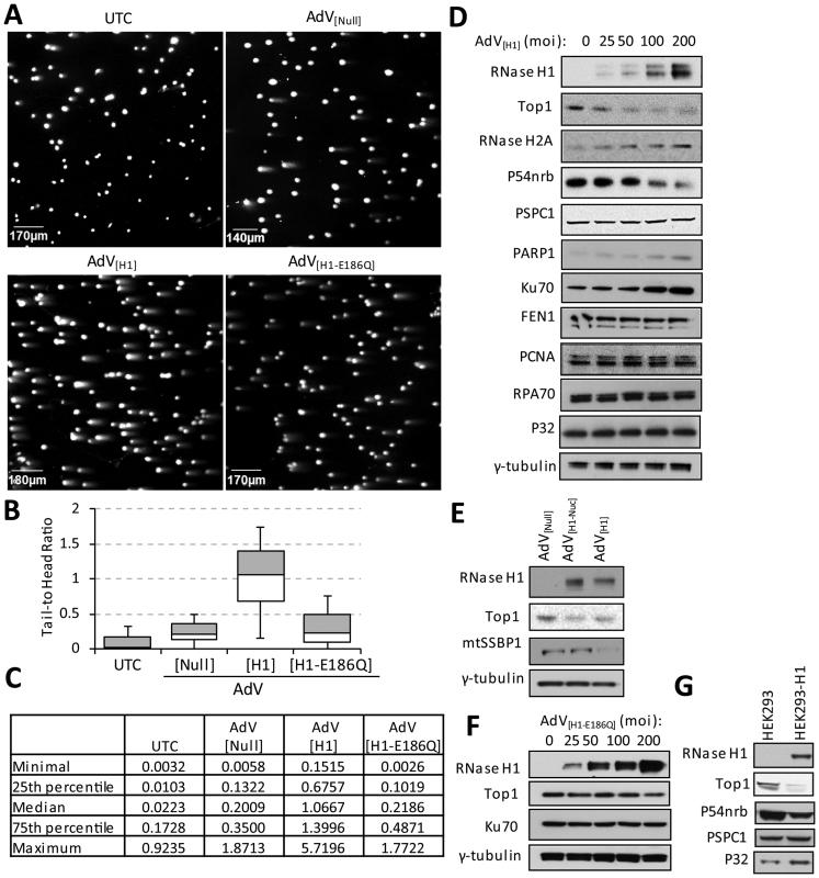https://cdn.ncbi.nlm.nih.gov/pmc/blobs/2349/5737507/9ccde4b2db30/gkx710fig9.jpg
