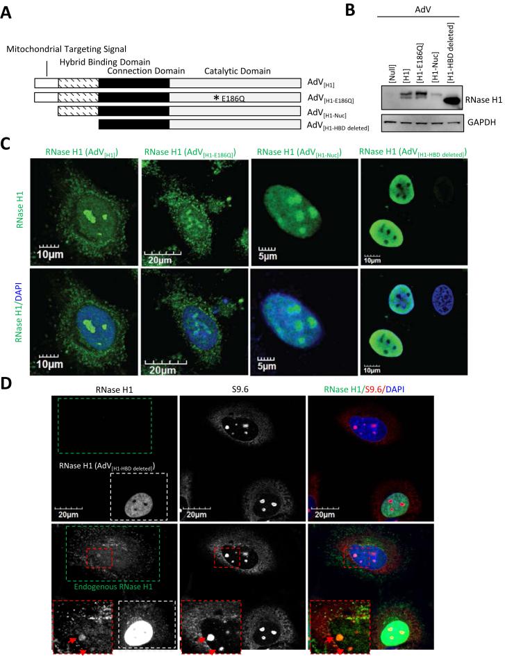 https://cdn.ncbi.nlm.nih.gov/pmc/blobs/2349/5737507/e43055eb3a0a/gkx710fig4.jpg