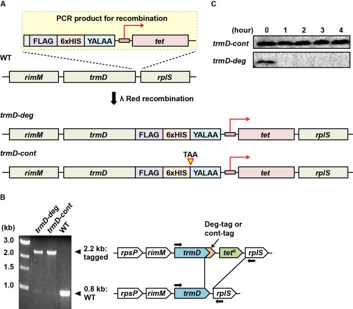 https://cdn.ncbi.nlm.nih.gov/pmc/blobs/234a/8384417/81a5301ed1fb/elife-70619-fig1-figsupp1.jpg