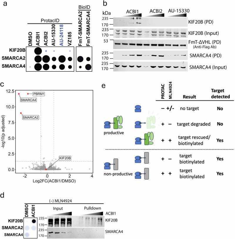https://cdn.ncbi.nlm.nih.gov/pmc/blobs/234b/12397304/0f2ba8ca45fd/41467_2025_63357_Fig4_HTML.jpg