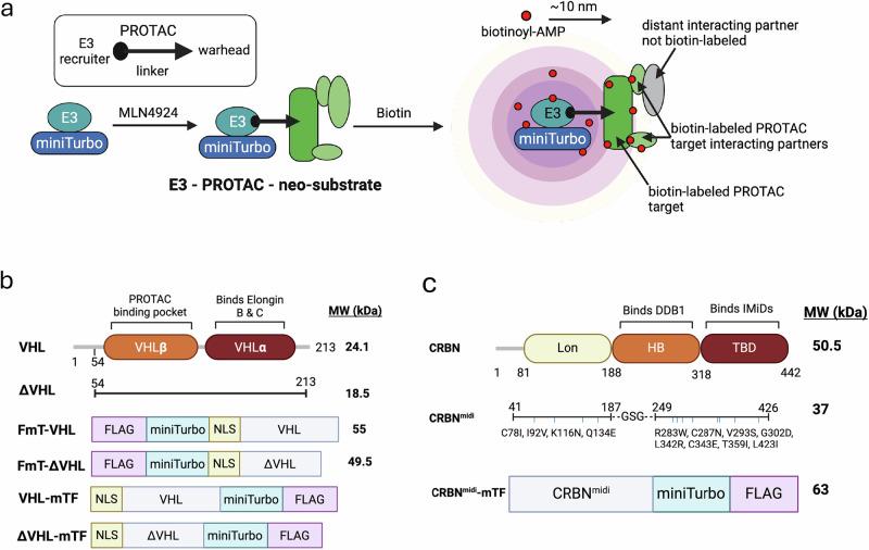 https://cdn.ncbi.nlm.nih.gov/pmc/blobs/234b/12397304/3d9e5fed8f59/41467_2025_63357_Fig1_HTML.jpg