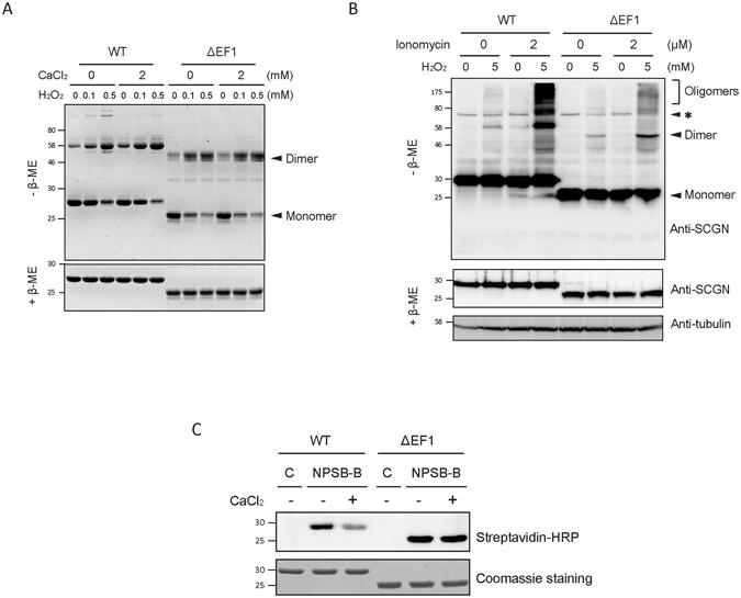 https://cdn.ncbi.nlm.nih.gov/pmc/blobs/234e/5539292/621137ca99cc/41598_2017_7072_Fig4_HTML.jpg
