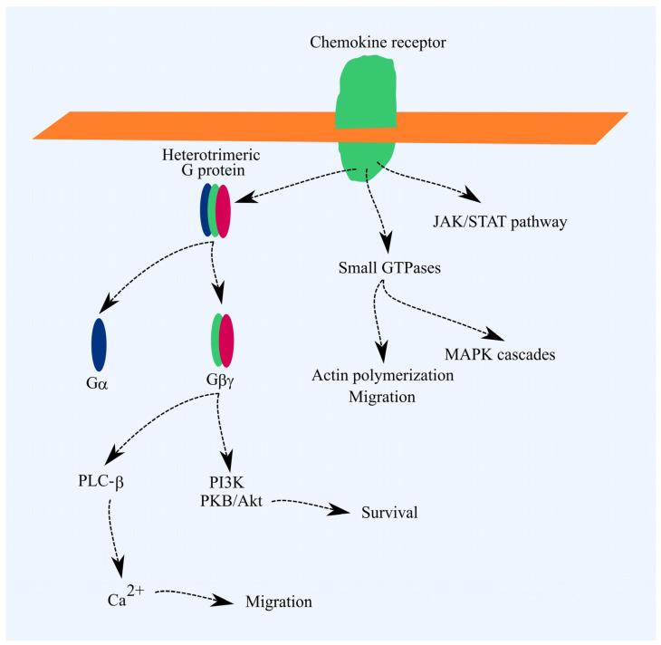 https://cdn.ncbi.nlm.nih.gov/pmc/blobs/2350/11476337/8b314830a928/cancers-16-03246-g001.jpg