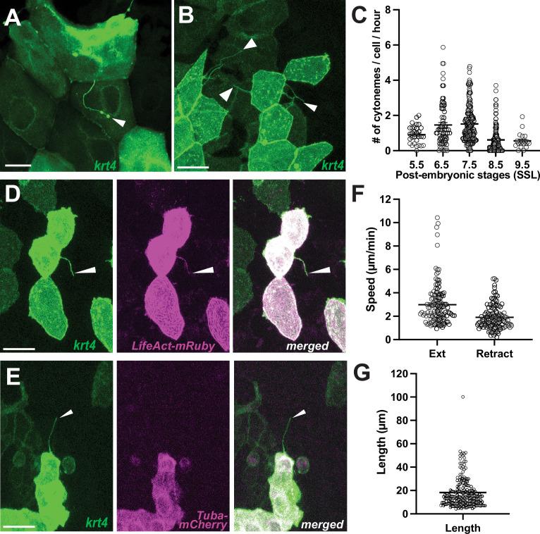 https://cdn.ncbi.nlm.nih.gov/pmc/blobs/2351/12327944/264a74299374/elife-97400-fig1.jpg