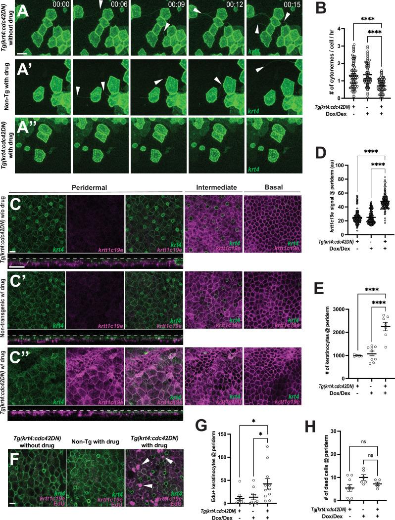 https://cdn.ncbi.nlm.nih.gov/pmc/blobs/2351/12327944/6e2970532771/elife-97400-fig3.jpg
