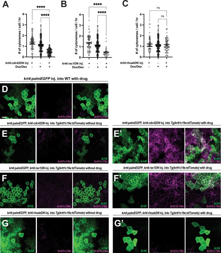 https://cdn.ncbi.nlm.nih.gov/pmc/blobs/2351/12327944/89017dbfeb87/elife-97400-fig3-figsupp1.jpg