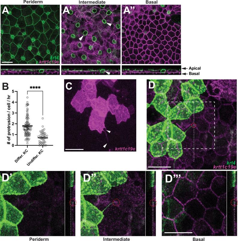https://cdn.ncbi.nlm.nih.gov/pmc/blobs/2351/12327944/db9754ddad3b/elife-97400-fig2.jpg
