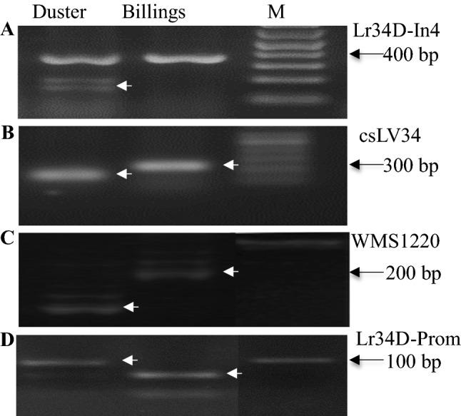https://cdn.ncbi.nlm.nih.gov/pmc/blobs/2351/7311377/2bffa10bdc93/122_2020_3589_Fig2_HTML.jpg