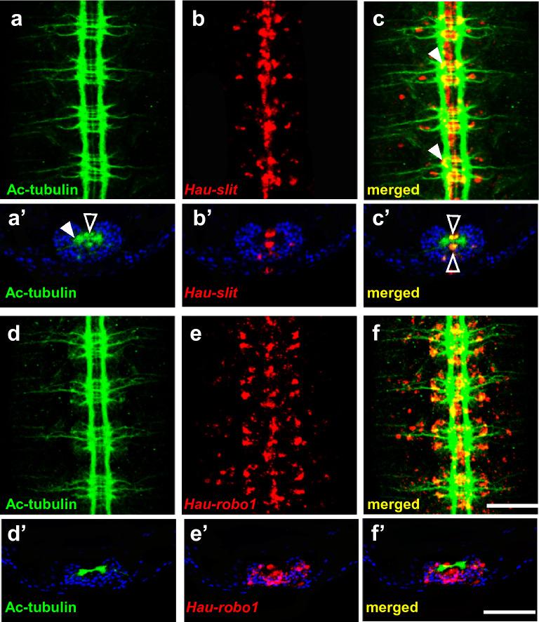 https://cdn.ncbi.nlm.nih.gov/pmc/blobs/2353/10071614/a795a048fb73/13578_2023_1019_Fig4_HTML.jpg