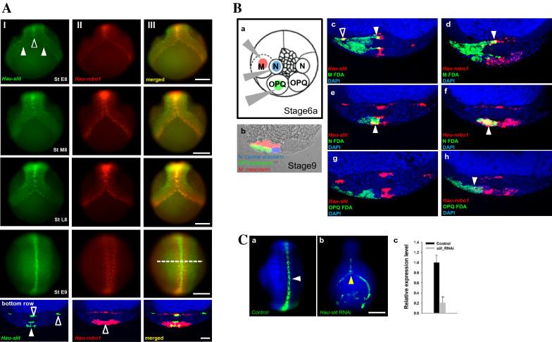 https://cdn.ncbi.nlm.nih.gov/pmc/blobs/2353/10071614/bbb0495de53a/13578_2023_1019_Fig2_HTML.jpg