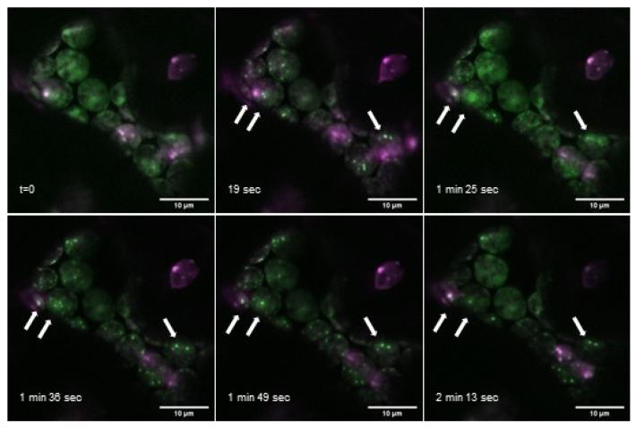 https://cdn.ncbi.nlm.nih.gov/pmc/blobs/2356/8657445/b7dcf52e490e/ijms-22-12666-g005.jpg