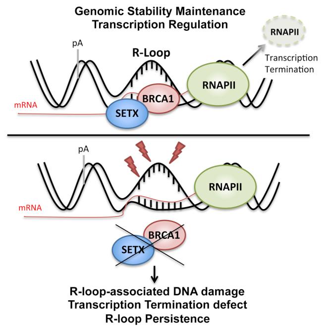 https://cdn.ncbi.nlm.nih.gov/pmc/blobs/2358/4673317/6fed83634dbb/fx1.jpg