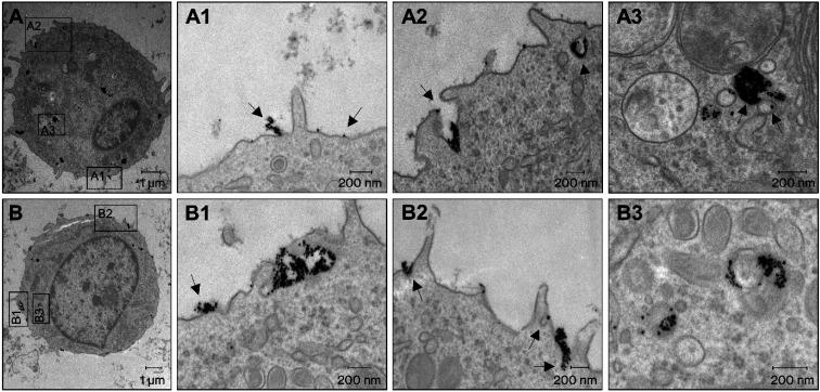 https://cdn.ncbi.nlm.nih.gov/pmc/blobs/235f/11265597/b2bbb655862b/d4na00277f-f1.jpg
