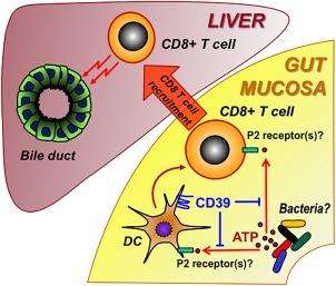 https://cdn.ncbi.nlm.nih.gov/pmc/blobs/2360/5721459/8f164835981e/HEP4-1-957-g008.jpg