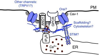 https://cdn.ncbi.nlm.nih.gov/pmc/blobs/2365/4704509/5b3b23b63cb9/TJP-594-019-g004.jpg