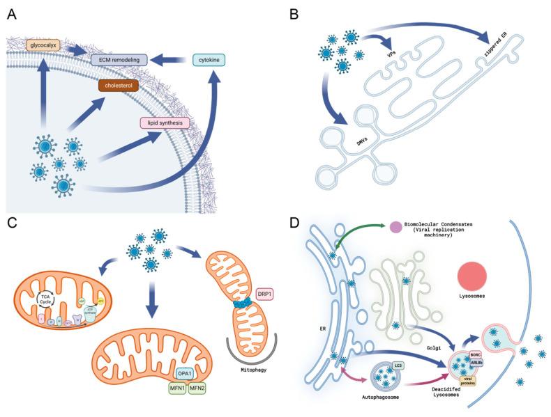 https://cdn.ncbi.nlm.nih.gov/pmc/blobs/2368/10855258/a10551107266/ijms-25-01638-g002.jpg