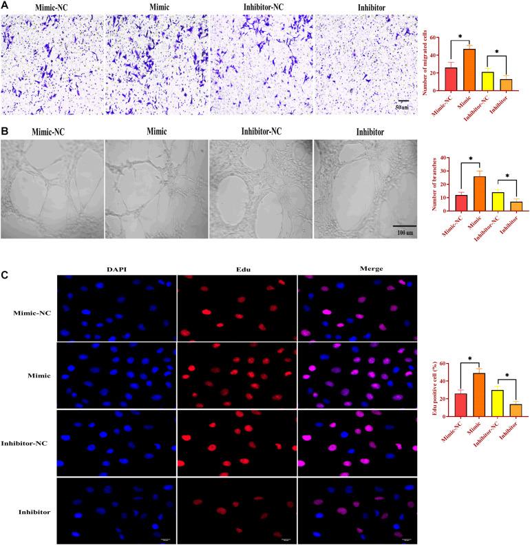 https://cdn.ncbi.nlm.nih.gov/pmc/blobs/236a/8019696/dfacc021c786/fcell-09-616306-g005.jpg