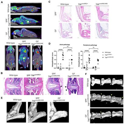 https://cdn.ncbi.nlm.nih.gov/pmc/blobs/236d/10565626/55e94b489082/EMMM-15-e17691-g008.jpg