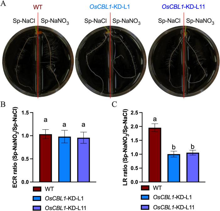 https://cdn.ncbi.nlm.nih.gov/pmc/blobs/236d/11427294/1feb1931b671/fpls-15-1418119-g002.jpg