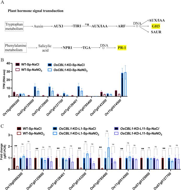 https://cdn.ncbi.nlm.nih.gov/pmc/blobs/236d/11427294/61ebe05629ca/fpls-15-1418119-g006.jpg