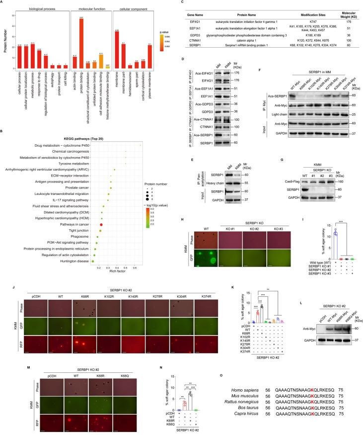https://cdn.ncbi.nlm.nih.gov/pmc/blobs/2375/10959363/226501e6ec4a/ppat.1012082.g001.jpg
