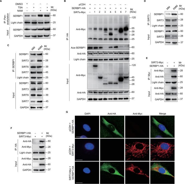 https://cdn.ncbi.nlm.nih.gov/pmc/blobs/2375/10959363/529dee3d0e8d/ppat.1012082.g003.jpg