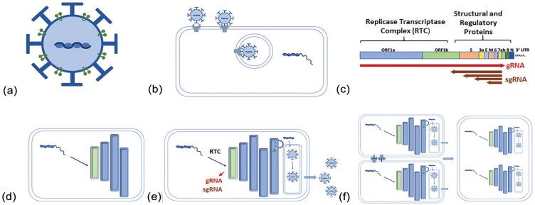 https://cdn.ncbi.nlm.nih.gov/pmc/blobs/2376/7924105/a6cc14c9f669/10.1177_0748730421992587-fig1.jpg