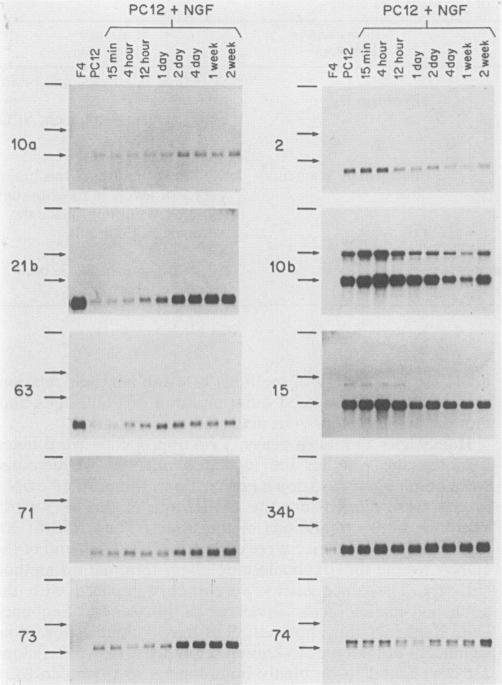 https://cdn.ncbi.nlm.nih.gov/pmc/blobs/237b/367950/c2a970f5ac59/molcellb00081-0144-a.jpg