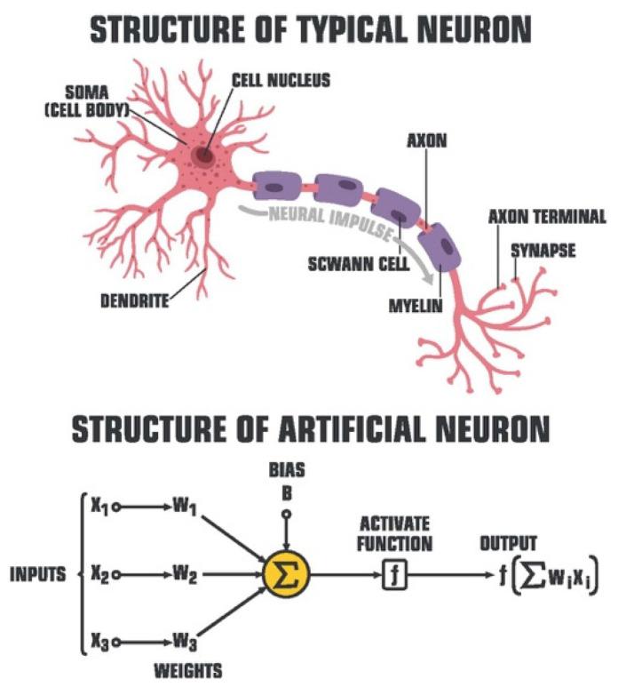 https://cdn.ncbi.nlm.nih.gov/pmc/blobs/237c/9332710/919f7c5c9cb5/diagnostics-12-01778-g003.jpg