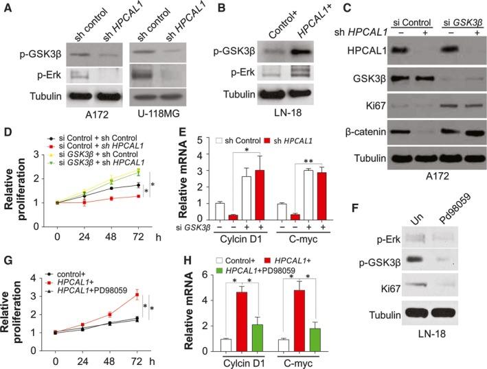 https://cdn.ncbi.nlm.nih.gov/pmc/blobs/237d/6484330/4e3dcdcc53cb/JCMM-23-3108-g005.jpg