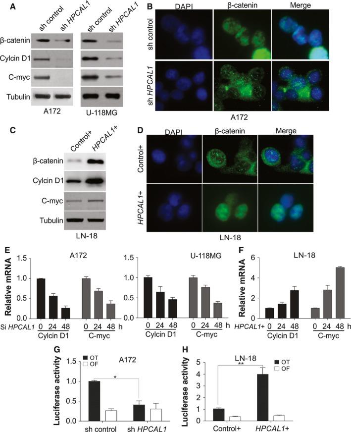 https://cdn.ncbi.nlm.nih.gov/pmc/blobs/237d/6484330/da780ebcdbcb/JCMM-23-3108-g003.jpg