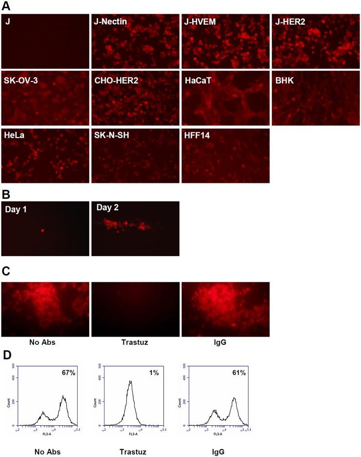 https://cdn.ncbi.nlm.nih.gov/pmc/blobs/237e/4440635/9882b06d3402/ppat.1004907.g002.jpg