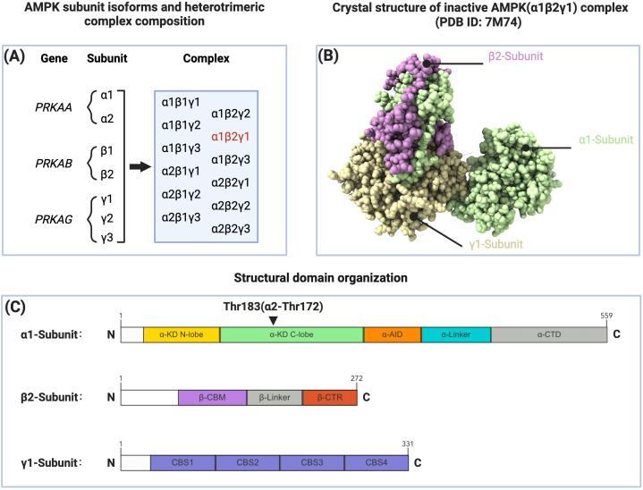 https://cdn.ncbi.nlm.nih.gov/pmc/blobs/2381/11932893/49c9fde8aba8/fimmu-16-1558041-g001.jpg