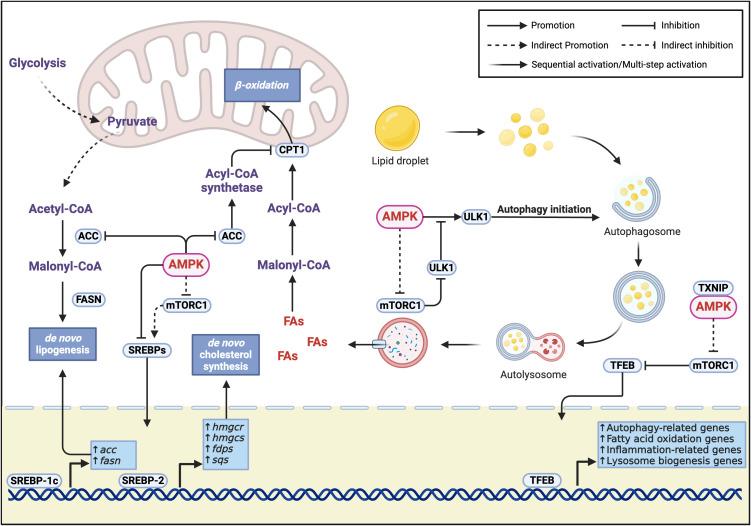 https://cdn.ncbi.nlm.nih.gov/pmc/blobs/2381/11932893/61bb1e8685cf/fimmu-16-1558041-g002.jpg