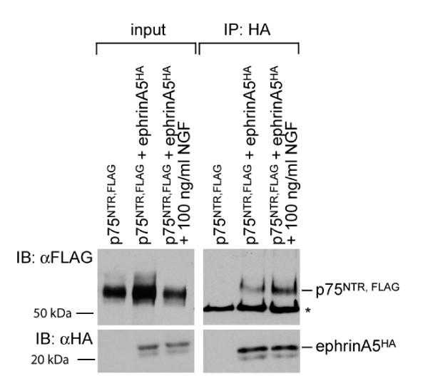 https://cdn.ncbi.nlm.nih.gov/pmc/blobs/2383/2987844/8f51b2ce23a1/1749-8104-5-30-1.jpg