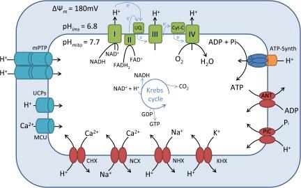 https://cdn.ncbi.nlm.nih.gov/pmc/blobs/2387/3362525/275242814ce8/JGP_201110767R_Fig1.jpg