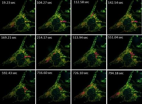 https://cdn.ncbi.nlm.nih.gov/pmc/blobs/2387/3362525/558824c985b7/JGP_201110767_Fig3.jpg