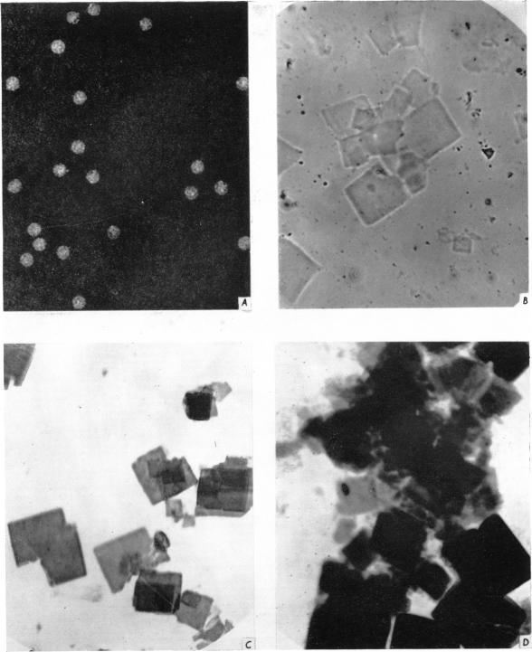 https://cdn.ncbi.nlm.nih.gov/pmc/blobs/238e/1243273/bf1f978acbe1/biochemj00811-0162-a.jpg