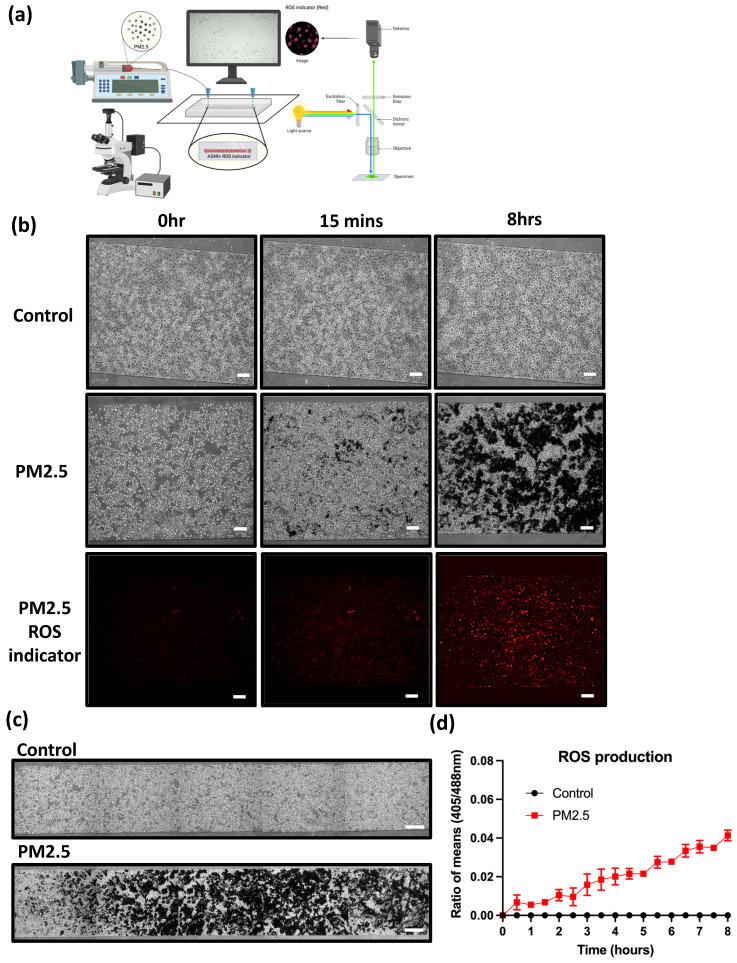 https://cdn.ncbi.nlm.nih.gov/pmc/blobs/2390/11103396/3c8f3cd145e2/ijmsv21p1117g005.jpg