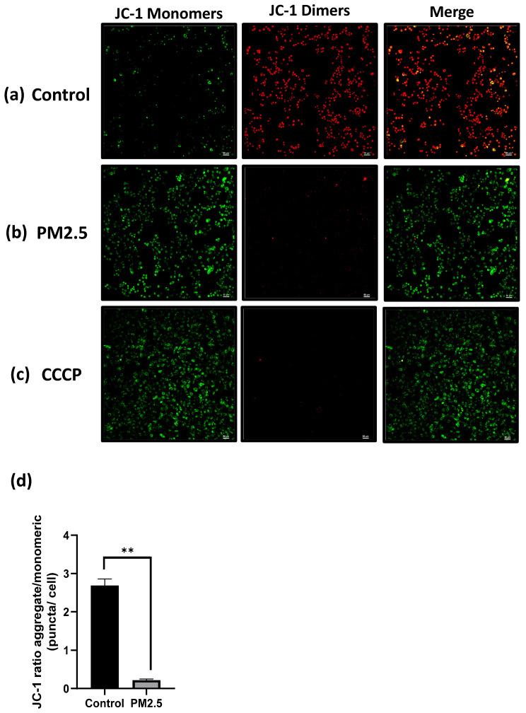 https://cdn.ncbi.nlm.nih.gov/pmc/blobs/2390/11103396/e4c5d90e1947/ijmsv21p1117g007.jpg
