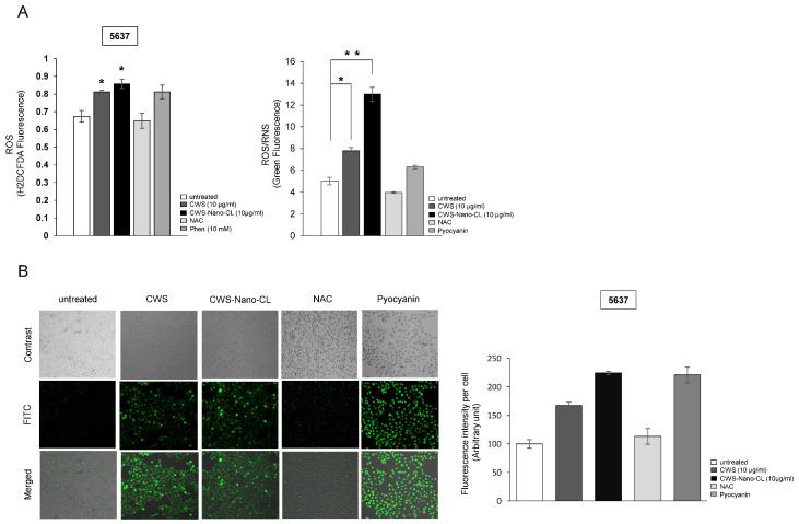 https://cdn.ncbi.nlm.nih.gov/pmc/blobs/2392/7762541/495e828345d7/cancers-12-03679-g004.jpg