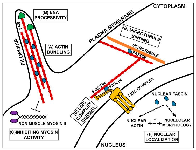 https://cdn.ncbi.nlm.nih.gov/pmc/blobs/2396/7698196/419cc8f7100b/biology-09-00403-g002.jpg